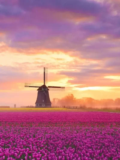 home-nl5 copy